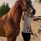 للبيع حصان واهو