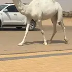 ضروبه وضحاء كفو فوق البداوه جذعه مميت