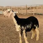 نجدي خروف