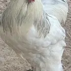 ديك براهما كولمبي صنف الصنف