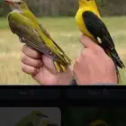 صفري 10 حبات صيد الموسم ذا للبيع تخزين فريزر ((الموقع ينبع)