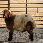 نعيمي بري