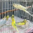 طيور البادجي