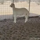 مشروع فحل حري طيب