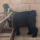 تيس عارضي فحل