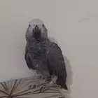 ببغاء كاسكو