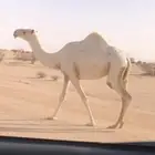 بكره لقيه لقحه كفوو وضحا