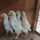 (تم البيع )فروخ كوشامو ألماني قزم