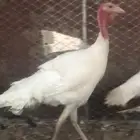 ديوك رومي عدد 4