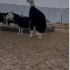 فحل صنف