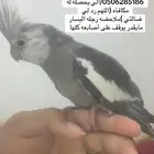 كروان وايت فيس