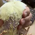 سمان تكساس العملاق