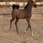 مهر بسعر السوق