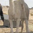 بكره لحالها