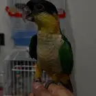 ببغاء الكايك ( المهرج )
