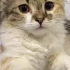قطة ضايعة في حي لبن