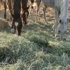 3خيول السوم 6 الاف جمله