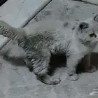 قط ضائع .