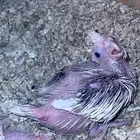 للبيع فرخ كروان هولندي بايد الي توقف عليه سومه نصيبه