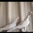 جوز دنش منتج