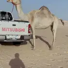 لقحه على الوضيحي منتج سبق