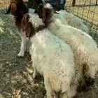 رخال نعيم