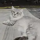 قطط تبني