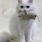 قطط
