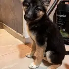 للبيع جيرمن شيبرد