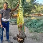 مشاءالله تبارك الله نخل طيب