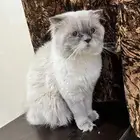 قطط