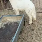 طلي للبيع