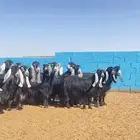 معزا عوارض صنف جروم فاخره