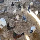 حمام مشكل