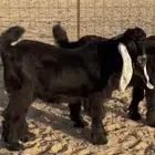 مشاريع فحول عوارض طيبه