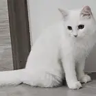 قطة للبيع
