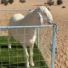 مشروع فحل حري صنف الصنف