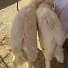 ذبائح حرية