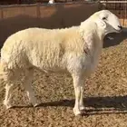 فحل حري صنف