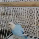 طيور روز للبيع