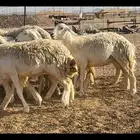 رخال حرية فاخرة 24 بالفحل
