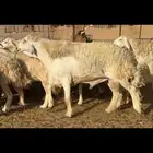 مراح حريات حرش طيبه 106 معها 45 بينها 4 فحول