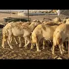حريات حرش 57 بينها 3 فحول