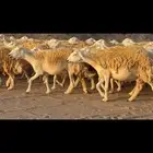 رخال حرية حرش صنف 110 بينها 3 فحول
