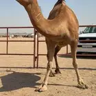 ( ناقة ساحلية مدني ضغط عالي )