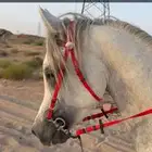 حصان الدوادمي
