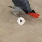 كاسكو ذكر