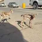 ماعز بلدي