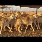 حريات حرش صنف الصنف