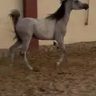 مهره